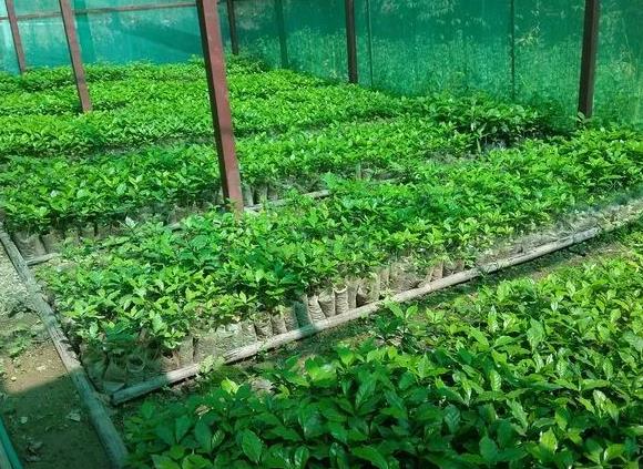 德林达依省巴洛县区向农民们颁发咖啡树苗并举办集体种植活动